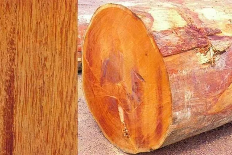 Madeira Angelim: preço, detalhes e características