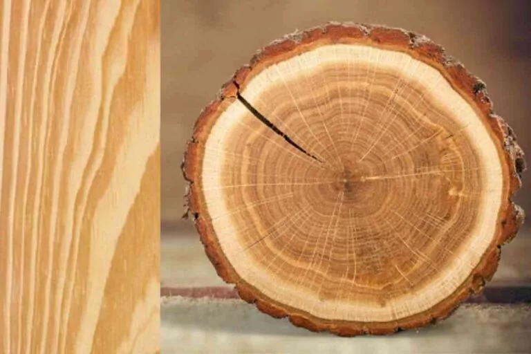 Madeira Pinus: preço, detalhes e características