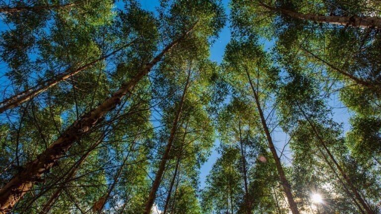 Madeira de Reflorestamento: o que é e por que é mais sustentável?