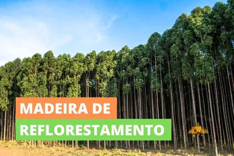 Madeira de reflorestamento: o que é e por que é mais sustentável?