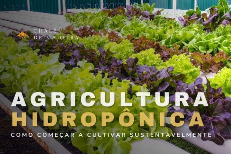 Agricultura Hidropônica: tudo sobre o sistema de cultivo
