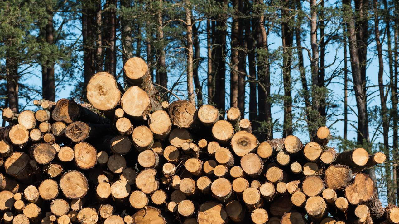 Existe exploração da madeira que não causa destruição das florestas nativas