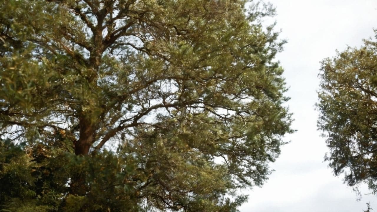 6. Cipreste Californiano (Hesperocyparis macrocarpa)