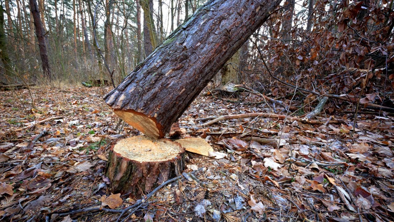 O problema da exploração ilegal de madeira