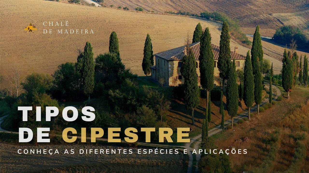 Tipos de Cipreste: conheça espécies, habitat e simbologia