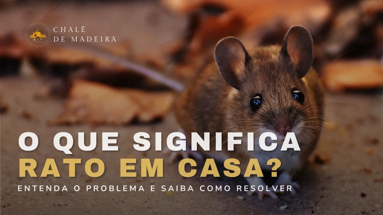 O que significa rato em casa? Plano prático e espiritual