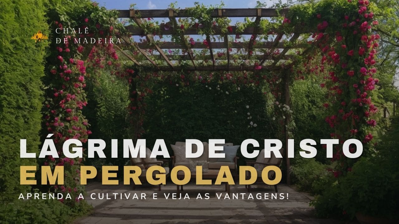 Lágrima de Cristo em Pergolado: como cultivar e +30 ideias