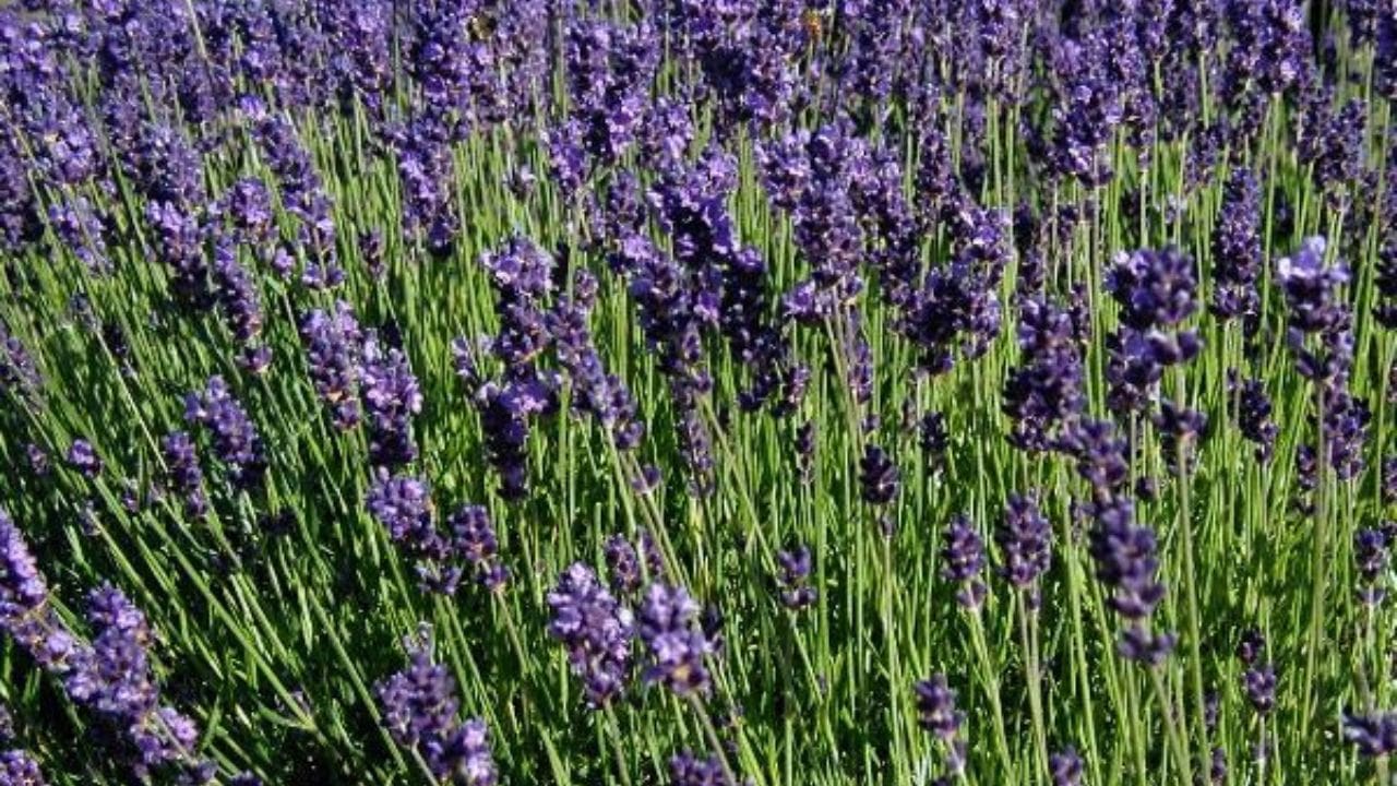 9. Lavanda