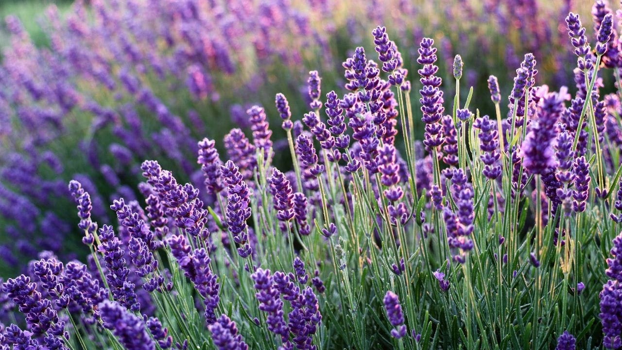 1. Lavanda