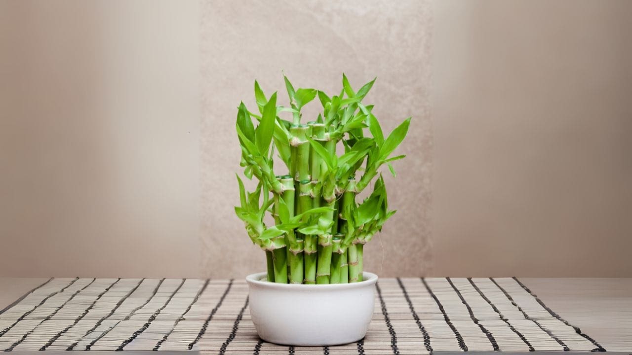 3. Bambu-Mossô