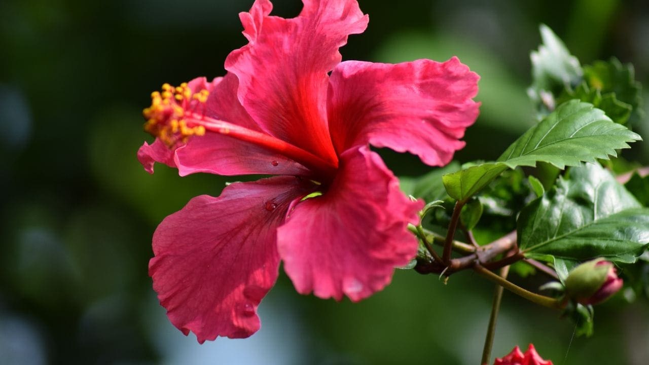 4. Hibisco