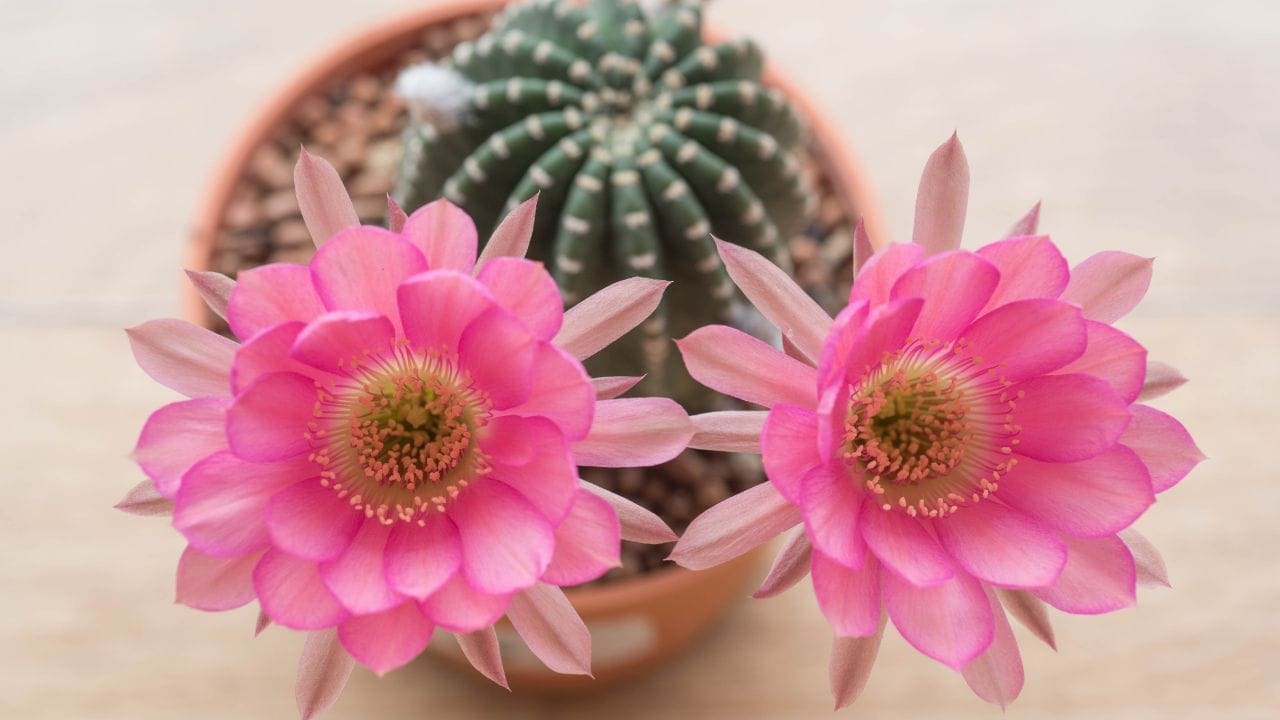 6. Cactos